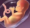 مراحل خلقت انسان در شکم مادر