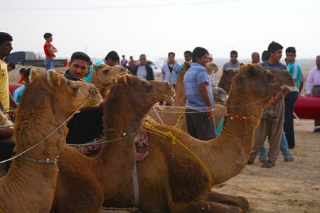 همزمان باهفته گردشگری مسابقه شتر سواری در سطح جزیره برگزار شد