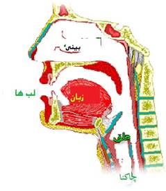 آموزش احکام تجوید