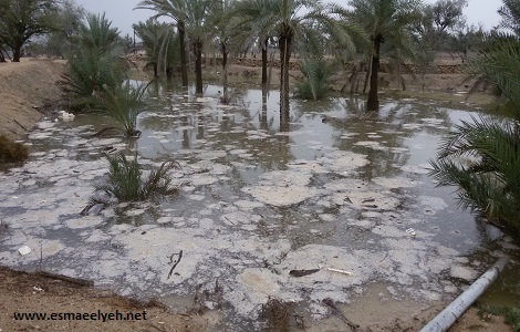 تصاویری از نزول رحمت الهی در گیاهدان